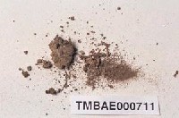 藏品(東亞短頸苔)的圖片